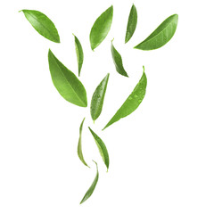 Green citrus leaves, isolated on white