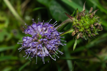 Devils-bit Scabious - Succisa pratensis, flowers macro, selective focus