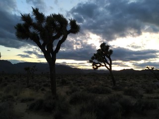 Joshua tree at dusk