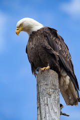 Bald Eagle sitting on a pole homer spit alaska