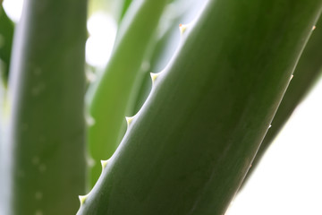 aloe vera background.