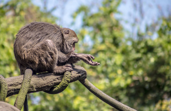 Ein wild lebender Formosa-Makak sitzt an einer Stra&szlig;e in Taiwan
