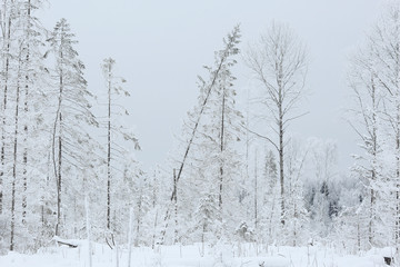 winter cold day fir forest landscape