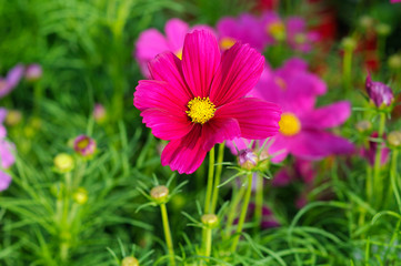 Obraz premium Cosmos flowers