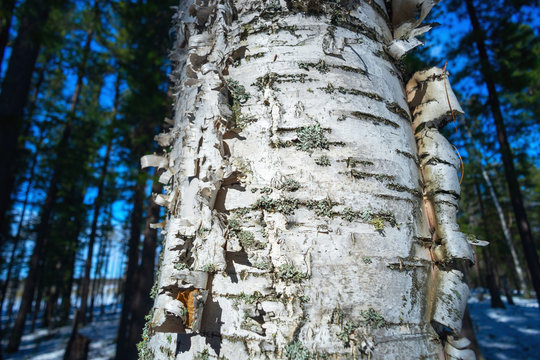 Birch with beautiful bark and moss. 