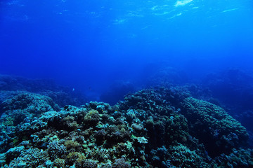 Plakat coral reef in the warm sea