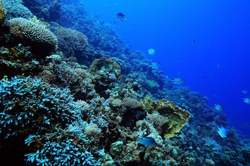 jamb of sea fish