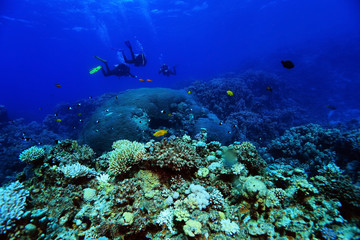 Naklejka na ściany i meble divers underwater landscape