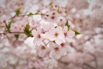 Cherry blossoms