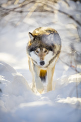 Hunting wolf with wild eyes walking in beautiful winter forest