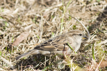 House sparrow, Passer domesticus, female portrait on grass, selective focus