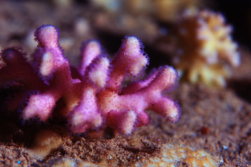 Underwater tropical sea view
