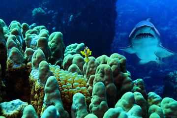 Clown fish in the coral reef