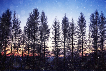 Fototapeta na wymiar night snowfall trees background