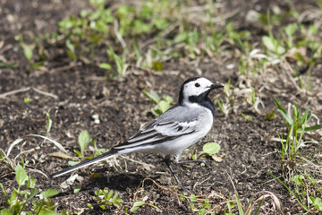 White wagtail, Motacilla alba, close-up portrait on ground, selective focus