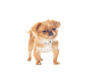 Pekingese puppy standing on a white background isolated