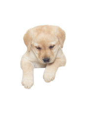 labrador puppy looking down on a white background