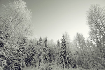 monochrome winter landscape