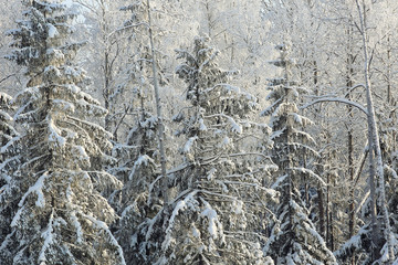 winter cold day fir forest landscape