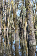 Obraz premium Flooded poplar tree trunks during high water in Danube river in early spring