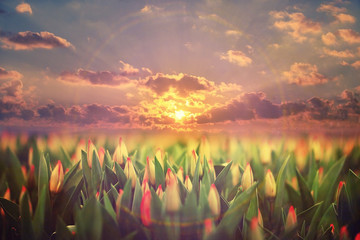 field of tulips sunset clouds landscape