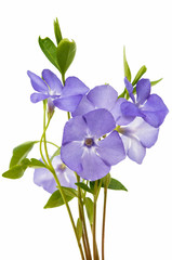 blue flower periwinkle isolated