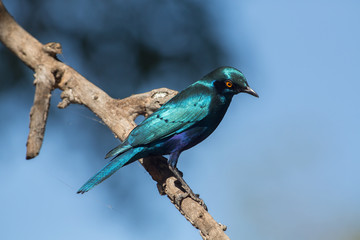 Glossy Starling (Lamprotornis nitens), Kruger Park, South Africa