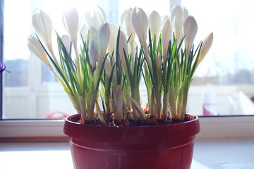 live crocuses in a pot