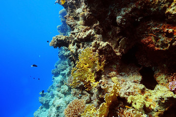 Plakat tropical sea underwater landscape