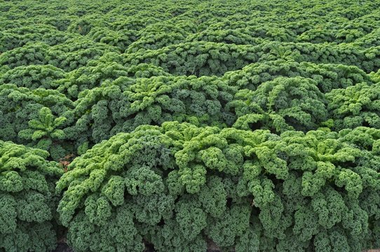 Plantaci&oacute;n de col rizada