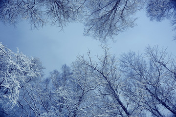 Winter night background snowy branches