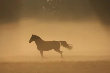 Fototapeten Pferd im Nebel © JoveImages