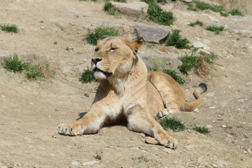 Eine Löwin im Porträt