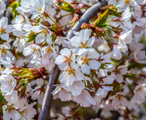 Pink blossoms on a branch