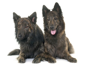 Dutch Long haired shepherds