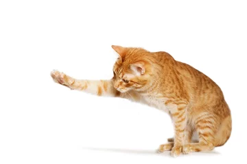 Crédence de cuisine en verre imprimé Chat Le chat de gingembre étend sa patte