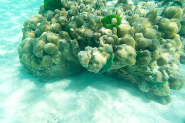 green fish near hard coral underwater