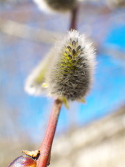 fluffy willow catkin macro, closeup, shallow depth of field,