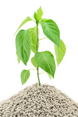Naklejka premium Pepper seedling closeup on the mineral fertilizers. Isolated on white