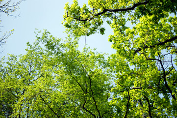 The foliage in spring forest