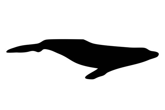 humpback silhouette