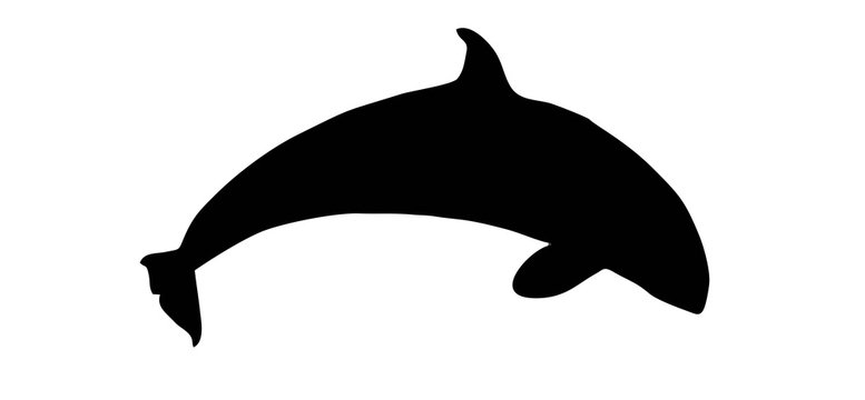 Killer Whales silhouette