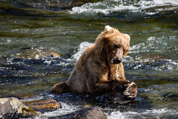 Grizzly brown bear eating salmon Katmai National Park Alaska