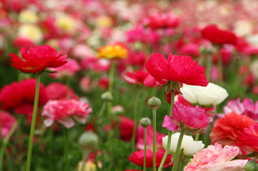 Obraz na płótnie Canvas dreamy photo with low angle of spring flowers