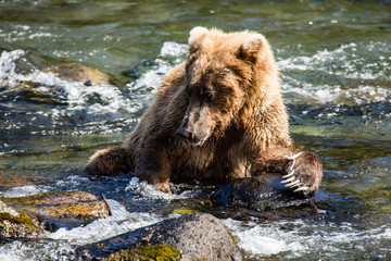 Naklejka na ściany i meble Grizzly brown bear eating salmon Katmai National Park Alaska