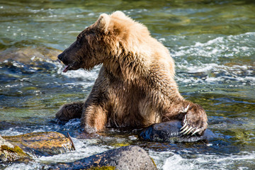 Obraz premium Grizzly brown bear eating salmon Katmai National Park Alaska