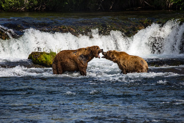 Two Alaskan brown bears fight Brooks Falls Katmai National Park