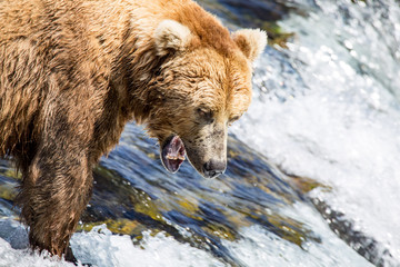 Fototapeta premium Close up view of Brown Bear Grizzly katmai national park