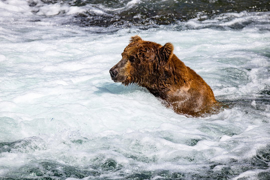 Alaskan Brown Bear at Brooks falls in bubbles snorkleing