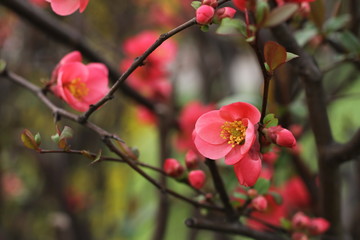 Fototapeta na wymiar Japanese quince - Chaenomeles, small spring red flowers